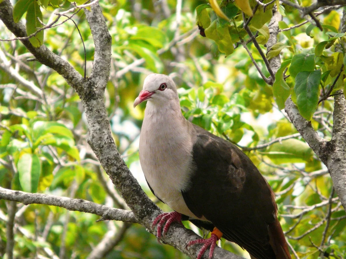 A photo of a pink pigeon on a tree branch